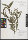 Foto von Salix purpurea L.